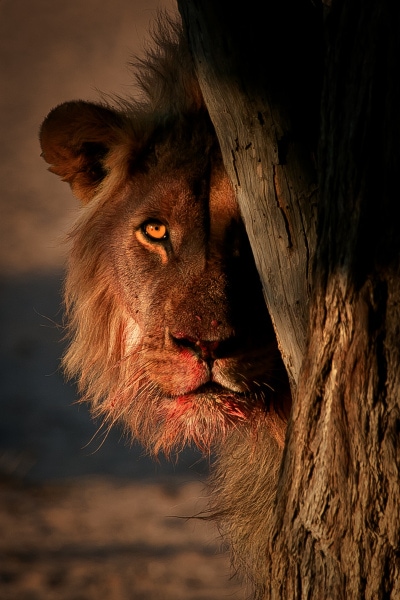 Kgalagadi Lion 