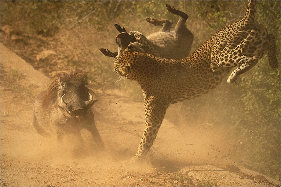 Leopard attacking a young warthog