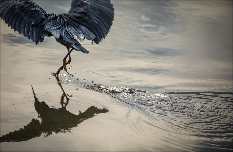 avian photo of a black heron about to take flight