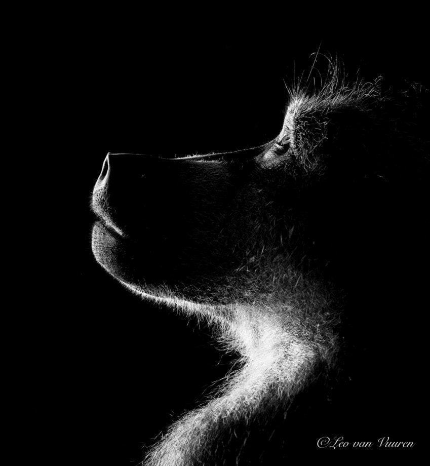 baboon by leo van vuuren