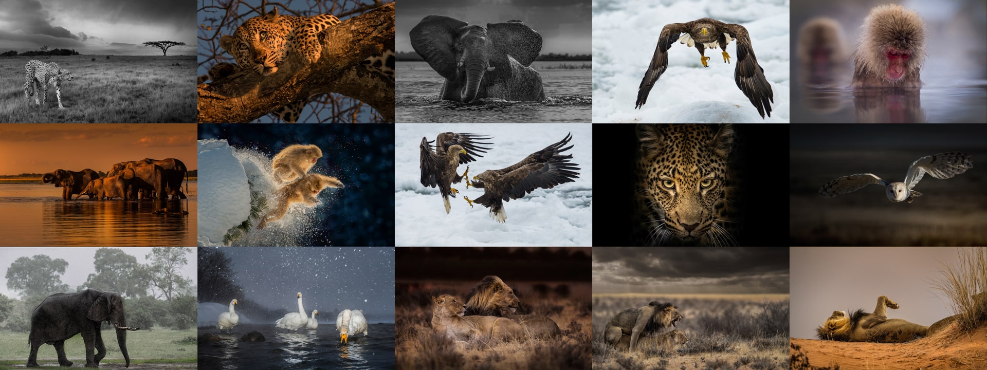 learn wildlife photography, wildlife photography course, wildlife photography classes